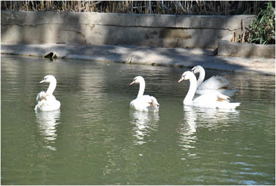 ZOO-TUNIS