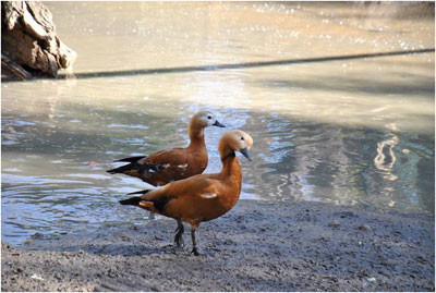 ZOO-TUNIS