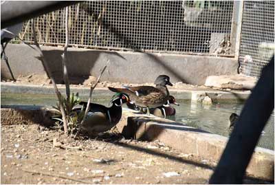 ZOO-TUNIS