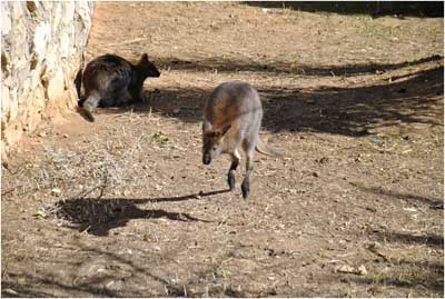 ZOO-TUNIS